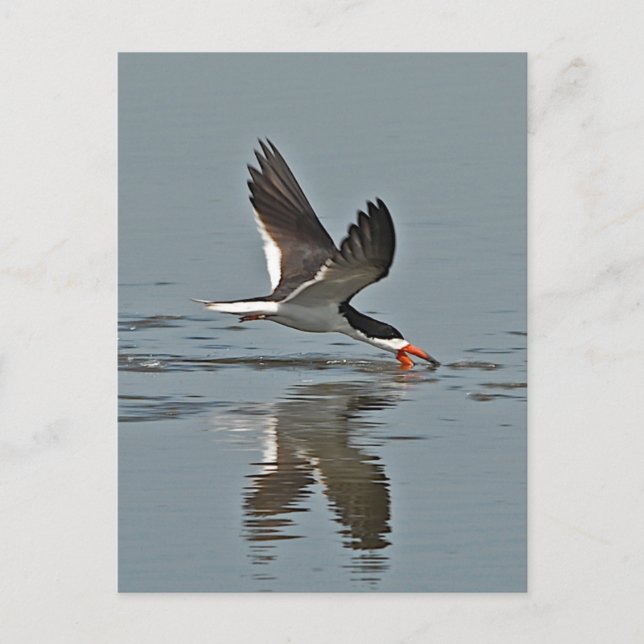 Postal Foto de Black Skimmer (Anverso)