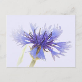 Postal Foto de Blue Cornflower -