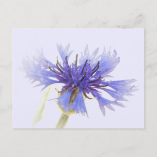 Postal Foto de Blue Cornflower -