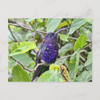 Postal Foto de Blue Hummingbird
