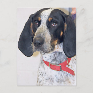 Postal Foto de Bluetick Coonhound