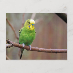 Postal Foto de bonito Green Budgie