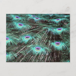 Postal Foto de bonito Peacock Feathers