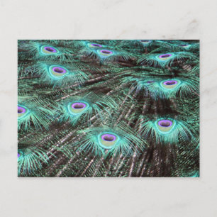 Postal Foto de bonito Peacock Feathers