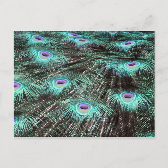 Postal Foto de bonito Peacock Feathers (Anverso)