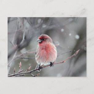 Postal Foto de bonito Red Finch