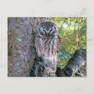 Postal Foto de Boreal Owl Closeup