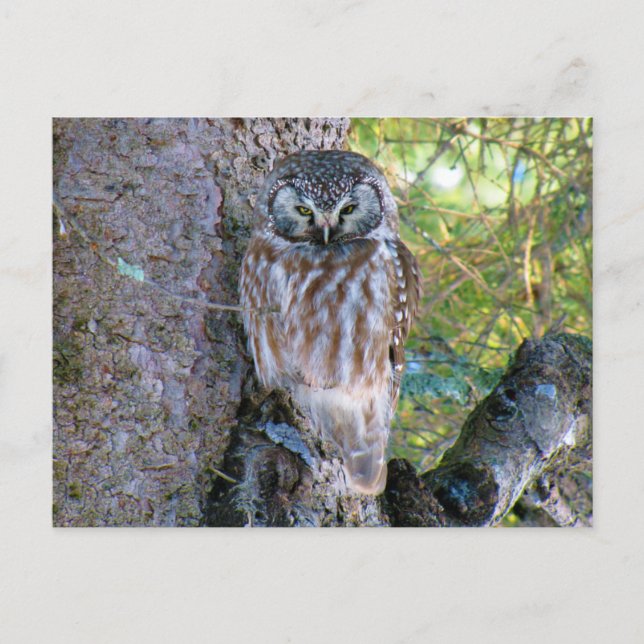 Postal Foto de Boreal Owl Closeup (Anverso)