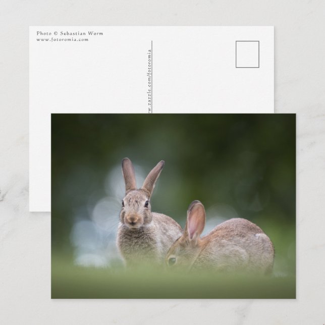 Postal Foto de Bunnies Wildlife (Anverso / Reverso)