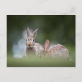 Postal Foto de Bunnies Wildlife