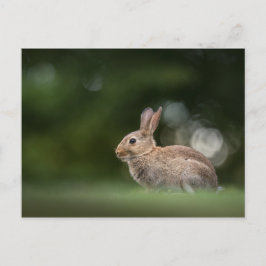 Postal Foto de Bunny Nature