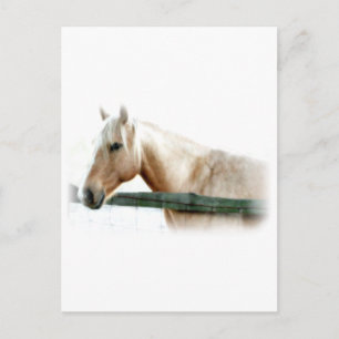 Postal Foto de caballo