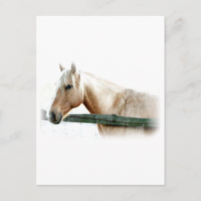 Postal Foto de caballo (Anverso)