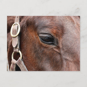Postal Foto de caballo