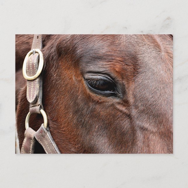 Postal Foto de caballo (Anverso)