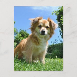 Postal Foto de cachorro lindo en el jardín
