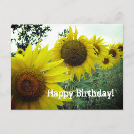 Postal Foto de campo de girasoles. Feliz cumpleaños.