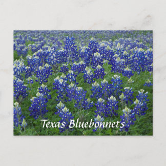 Postal Foto de campo para Bluebonnets de Texas