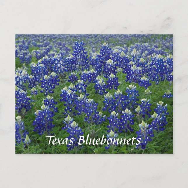 Postal Foto de campo para Bluebonnets de Texas (Anverso)