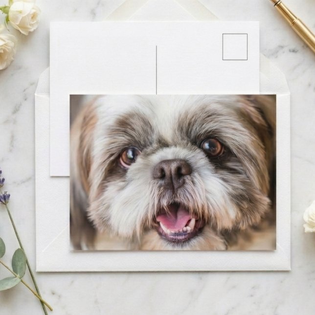 Postal Foto de cerca de adorable perro Shih Tzu (shih tzu face photo postcard)