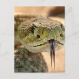 Postal Foto de cerca de serpiente de cascabel