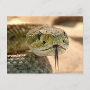 Postal Foto de cerca de serpiente de cascabel