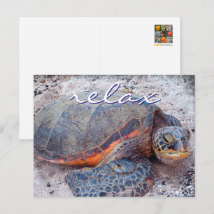 Postal Foto de cerca de tortuga marina honu de Hawái Cita