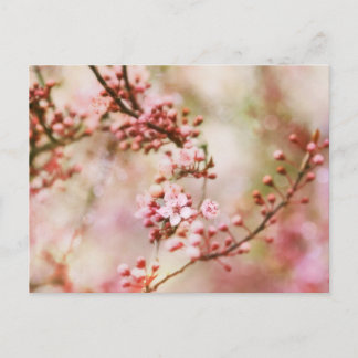 Postal Foto de cerezos en flor
