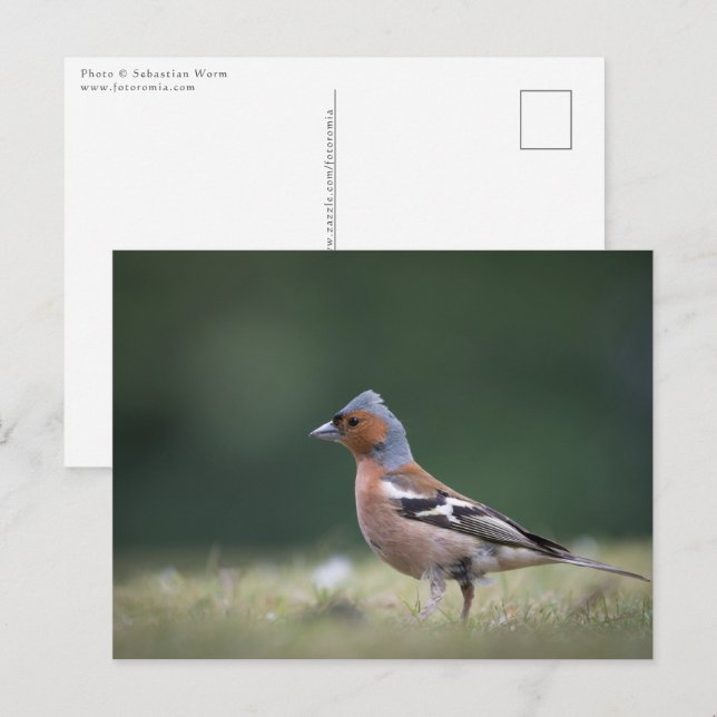 Postal Foto de Chaffinch Bird Naturaleza (Anverso / Reverso)