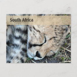 Postal Foto de Cheetah Cub durmiendo