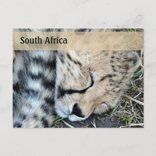 Postal Foto de Cheetah Cub durmiendo (Anverso)