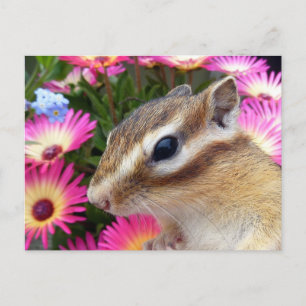 Postal Foto de Chipmunk (30-13)