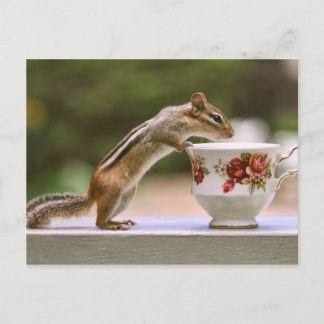 Postal Foto de Chipmunk con China Teacup