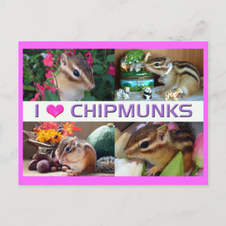Postal Foto de Chipmunks