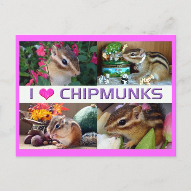 Postal Foto de Chipmunks (Anverso)