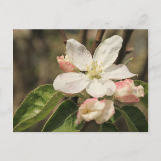 Postal Foto de cierre de Apple floreciente bajo el sol