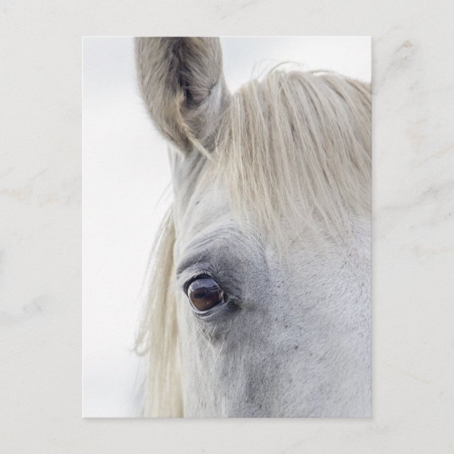 Postal Foto de cierre de cara de caballo blanco (Anverso)