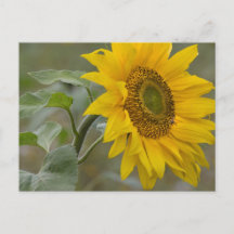 Foto de cierre de girasol amarillo brillante CC001