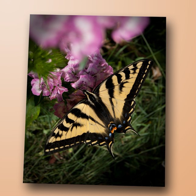 Postal Foto de cierre de mariposa de cola de cruz de tigr (Western tiger swallowtail butterfly closeup photo, yellow and black wings, pink summer garden flower)