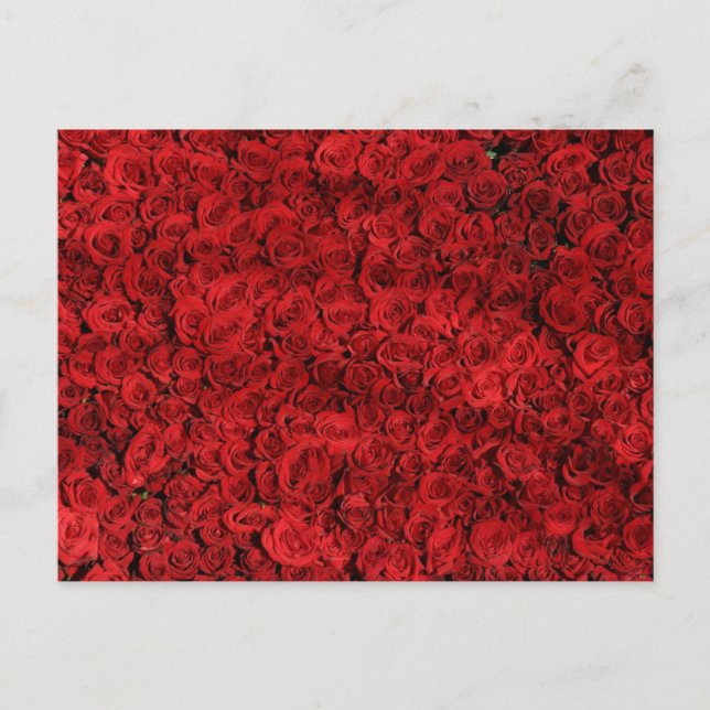 Postal Foto de cierre de rosas rojas (Anverso)