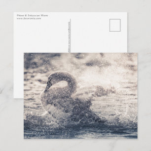 Postal Foto de cisne en la naturaleza