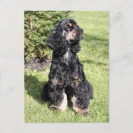 Postal Foto de Cocker Spaniel