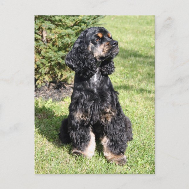 Postal Foto de Cocker Spaniel (Anverso)