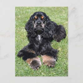 Postal Foto de Cocker Spaniel