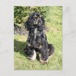 Postal Foto de Cocker Spaniel