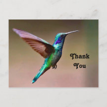 Foto de colibrí verde de vida silvestre Gracias