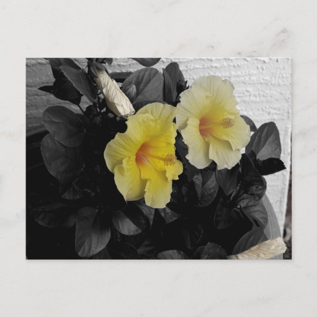 Postal Foto de color selectiva del Hibiscus amarillo (Anverso)