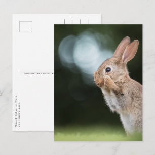 Postal Foto de conejito de Pascua