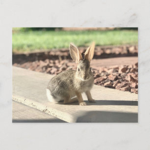 Postal foto de conejo de conejo de conejo de Pascua