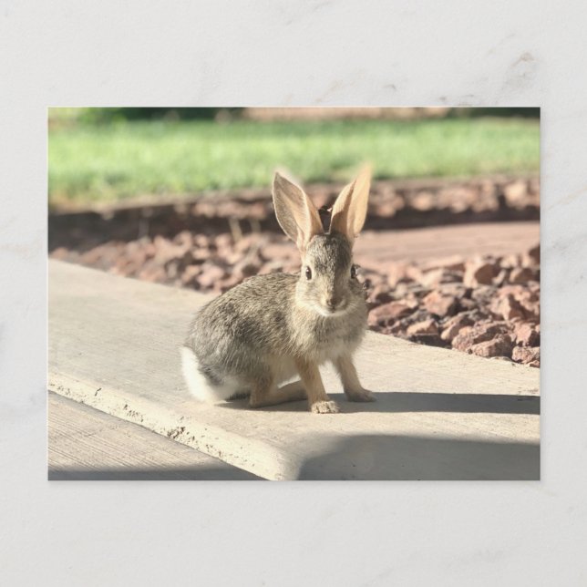Postal foto de conejo de Pascua de primavera (Anverso)